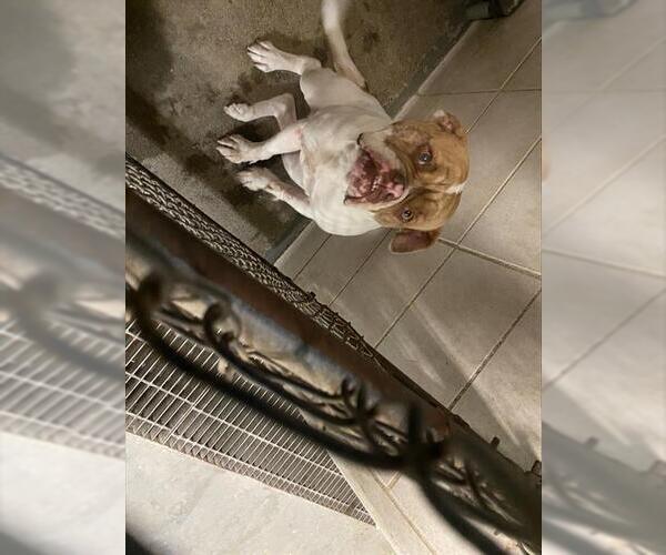 Medium Photo #1 American Bulldog Puppy For Sale in Stockton, CA, USA