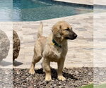 Small #5 Basset Retriever