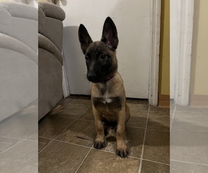 Belgian Malinois Puppy for sale in NEW YORK, NY, USA