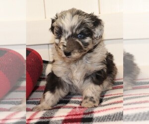 Aussiedoodle Miniature -F2 Aussiedoodle Mix Puppy for sale in MARION CENTER, PA, USA