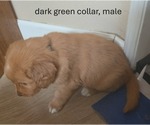 Puppy dark green Golden Retriever