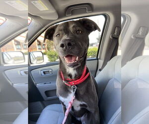 KangaRoo - Female Blue Lacy-Unknown Mix Dog for Adoption - Photo #50