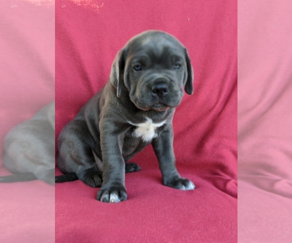 Medium Photo #3 Cane Corso Puppy For Sale in RONKS, PA, USA