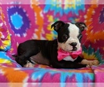 Small Photo #4 Boston Terrier Puppy For Sale in LANCASTER, PA, USA