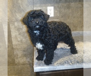Poodle (Toy) Puppy for sale in MILFORD, IN, USA