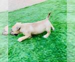Small Photo #3 Miniature Bull Terrier Puppy For Sale in POMPANO BEACH, FL, USA