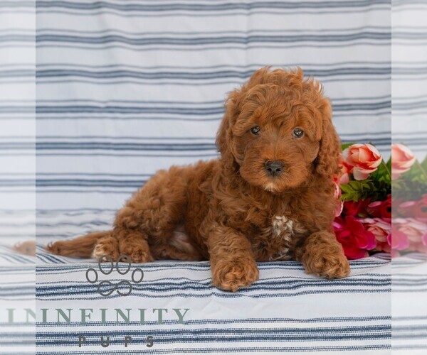 Medium Photo #4 Goldendoodle (Miniature) Puppy For Sale in DORNSIFE, PA, USA