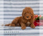 Small #3 Goldendoodle (Miniature)