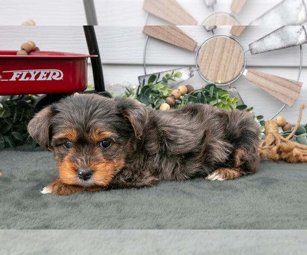 Medium Photo #2 YorkiePoo Puppy For Sale in BERNE, IN, USA