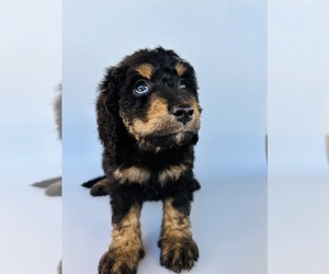 Golden Mountain Doodle  Puppy for sale in SCOTTSDALE, AZ, USA
