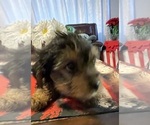 Puppy Puppy 2 Yorkshire Terrier