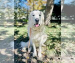 Small #3 Great Pyrenees