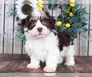 Zuchon Puppy for sale in MOUNT VERNON, OH, USA