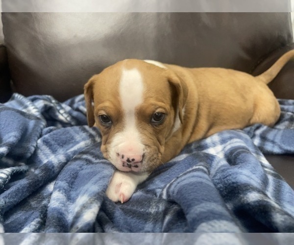 Medium Photo #83 American Bully Puppy For Sale in REESEVILLE, WI, USA