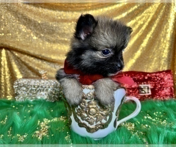 Medium Photo #25 Pomeranian Puppy For Sale in HAYWARD, CA, USA