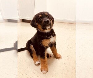 Euro Mountain Sheparnese Puppy for sale in STAUNTON, VA, USA