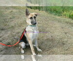 Small #6 German Shepherd Dog