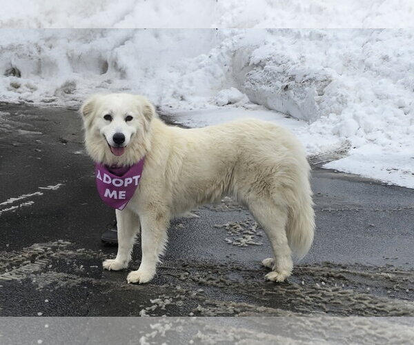 Medium Photo #3 Great Pyrenees Puppy For Sale in Croydon, NH, USA