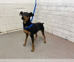 Small Miniature Pinscher