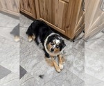 Small Photo #1 Miniature Australian Shepherd Puppy For Sale in RUSSELLVILLE, AL, USA