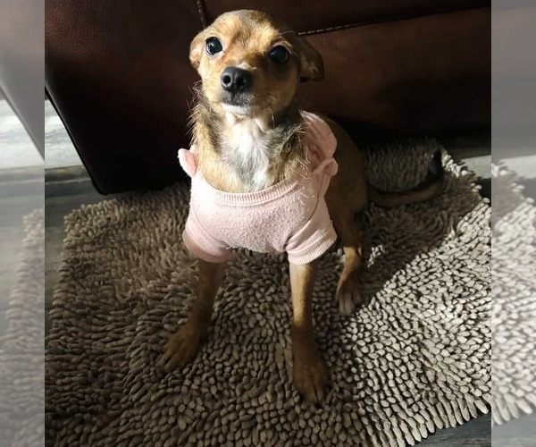 Medium Photo #2 Rat-Cha Puppy For Sale in Princeton, MN, USA