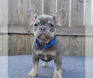 French Bulldog Puppy for sale in ROSEVILLE, CA, USA