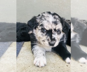 Border Collie-Golden Retriever Mix Puppy for Sale in OVERLAND PARK, Kansas USA