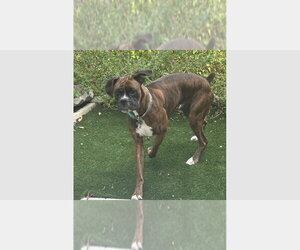 Boxer Dogs for adoption in Austin, TX, USA