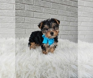 Yorkshire Terrier Puppy for sale in INDIANAPOLIS, IN, USA