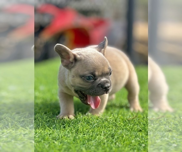 Medium Photo #2 French Bulldog Puppy For Sale in TALLAHASSEE, FL, USA