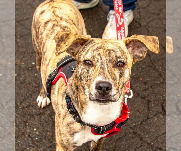 Medium Photo #2 Labrador Retriever-Unknown Mix Puppy For Sale in Canton, CT, USA