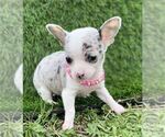 Puppy Puppy 4 Chihuahua