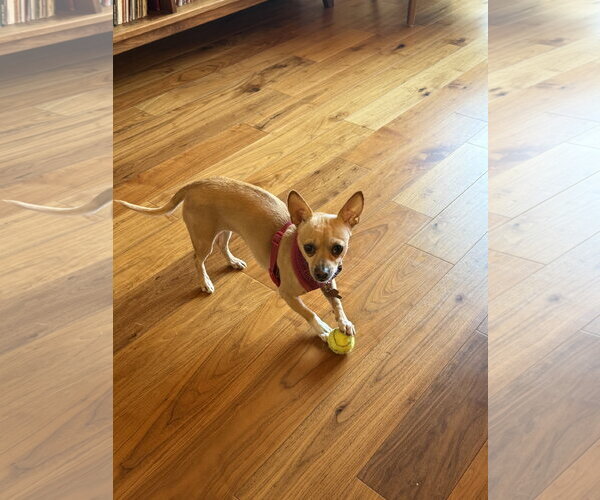 Medium Photo #6 Chihuahua-Unknown Mix Puppy For Sale in San Francisco, CA, USA