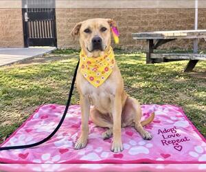 SUMMER - Female Boxador Dog for Adoption - Photo #5
