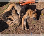 Small Photo #1 German Shepherd Dog Puppy For Sale in lynchburg, VA, USA