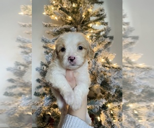 Maltipoo Dog for Adoption in HOUSTON, Texas USA