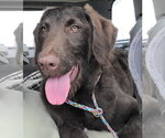 Small #4 Labradoodle