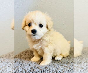 Maltese-Unknown Mix Dogs for adoption in Marina Del Rey, CA, USA
