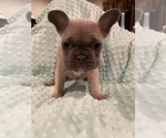 Small Photo #9 French Bulldog Puppy For Sale in HOPKINSVILLE, KY, USA