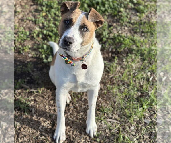 Medium Photo #1 Mutt Puppy For Sale in Rohnert Park, CA, USA