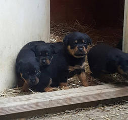 Rottweiler Puppy for sale in ANTIOCH, CA, USA