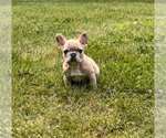 Puppy Ray Charles French Bulldog
