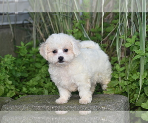 Bichpoo Puppy for sale in ELDORADO, OH, USA