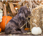 Small Photo #11 Cocker Spaniel Puppy For Sale in WAKARUSA, IN, USA