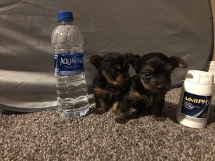 Mother of the Yorkshire Terrier puppies born on 10/02/2018