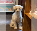 Small Poodle (Miniature) Mix