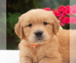 Small #3 Golden Retriever