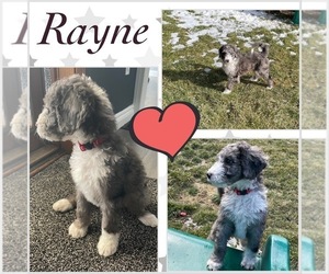 Medium Sheepadoodle