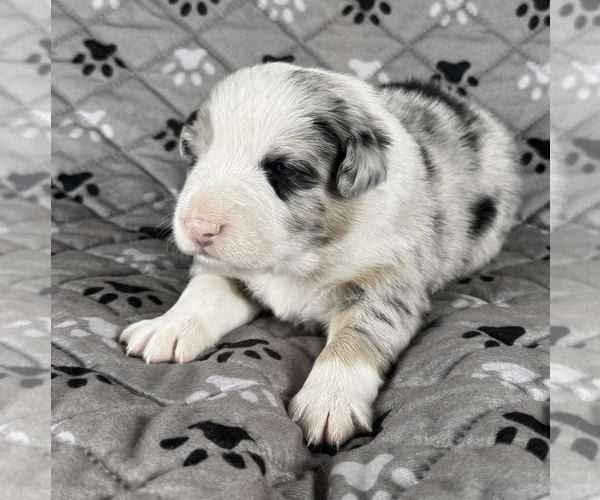Medium Photo #93 Australian Shepherd Puppy For Sale in SALISBURY, NC, USA
