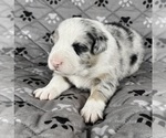 Small Photo #93 Australian Shepherd Puppy For Sale in SALISBURY, NC, USA
